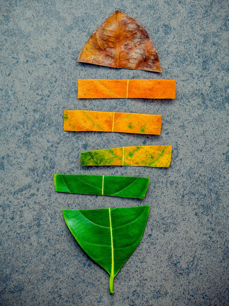 Leaves of different age of jack fruit tree on dark stone backgro - Photo, Image