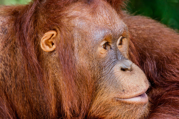 portrait of the orangutan in the zoo in thailand.  - Photo, Image