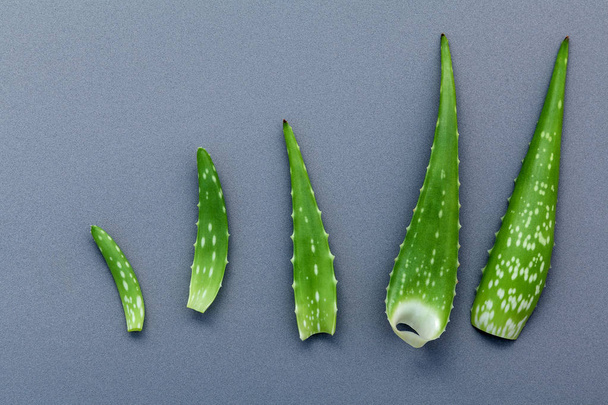 Diferentes tamaños de hojas de aloe vera sobre fondo gris. Cuidado de la piel
 - Foto, Imagen