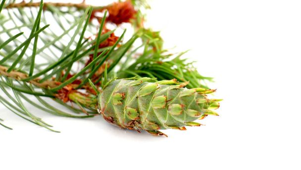 evergreen tree cone with branch - Photo, Image