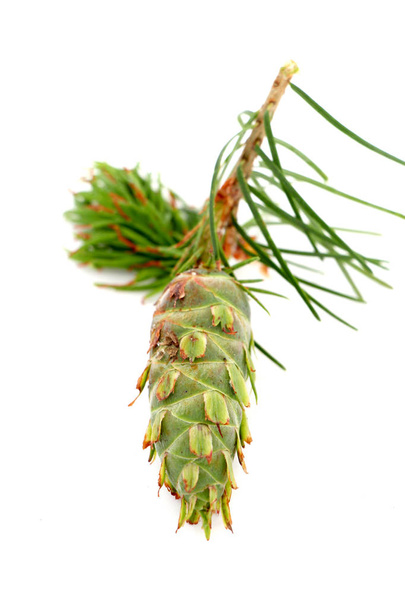 вечнозеленый конус дерева с веткой
 - Фото, изображение