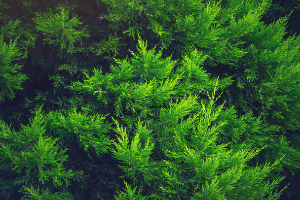 interessanter Hintergrund der leuchtend grünen Blätter der Pflanze Thuja im Frühling mit schönem Licht. Konzept der Ökologie - Foto, Bild