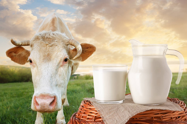 milk in jug and glass with cow - Photo, Image