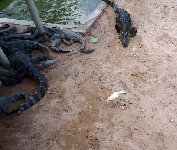 krokodilok kész etetés idő - Fotó, kép