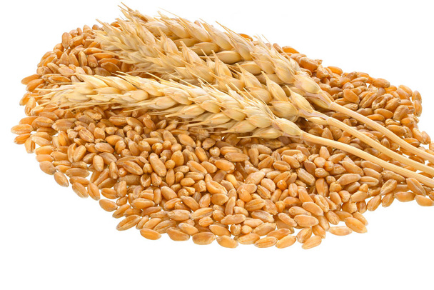 Granos de trigo
 - Foto, Imagen