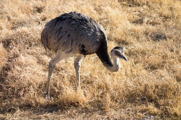Rhea, South American Ostrich - Фото, изображение