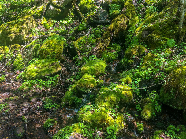musgo verde en el bosque - Foto, Imagen