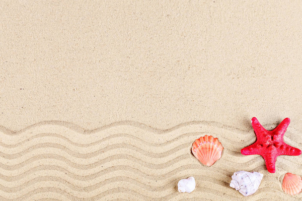 Starfish and shells on the beach. - Foto, Bild