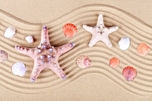 Starfish and shells on the beach. - Photo, image