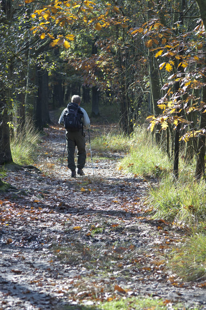 Veluwe, Brabant, Pays-Bas 26-octobre-2006 : Promenade en forêt d'automne dans un parc national des Pays-Bas. - Photo, image