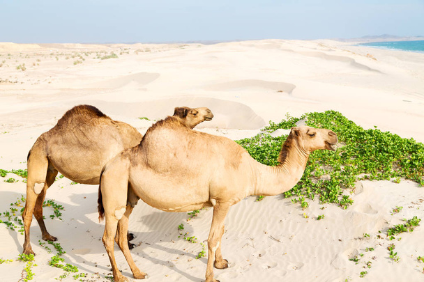 Oman tyhjä neljäsosa aavikon vapaa dromedary lähellä merta
 - Valokuva, kuva