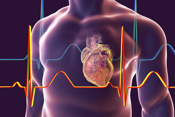 Human heart with heart vessles - Фото, изображение