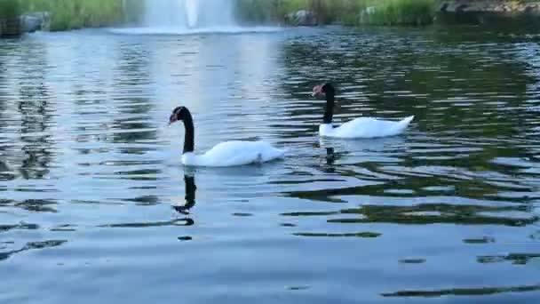 Anmutige Schwarzhalsschwäne und rostige Enten im Teich - Filmmaterial, Video