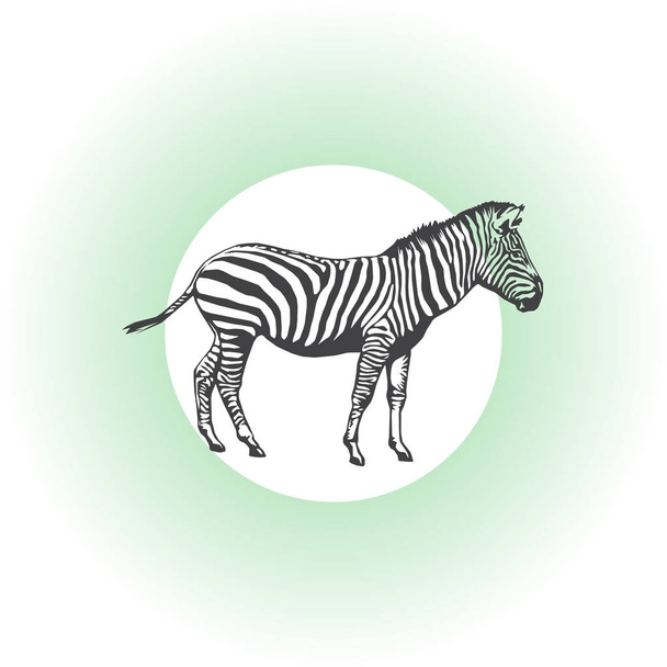 zebra vector animal icon - Vector, Image