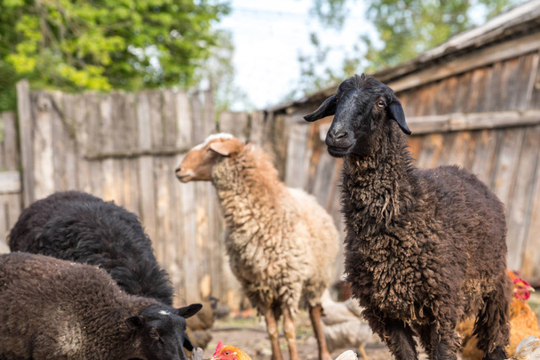 Тваринницька ферма, стадо овець
 - Фото, зображення