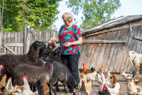 Γυναίκα στο αγρόκτημα πρόβατα, ζώα και τη φύση της - Φωτογραφία, εικόνα