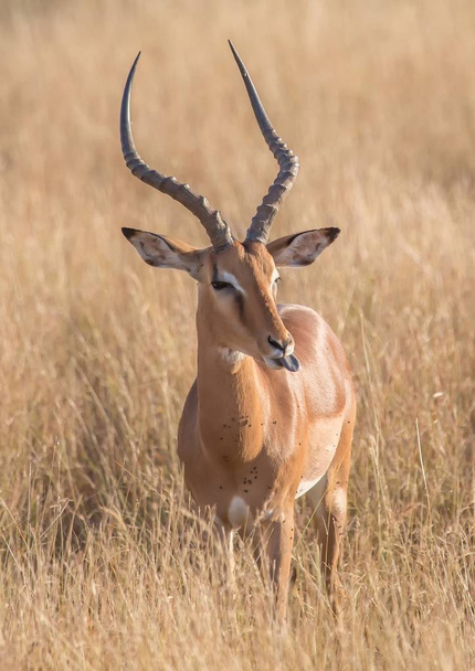 Αρσενικό Impala στο εθνικό πάρκο Κρούγκερ στη Νότια Αφρική - Φωτογραφία, εικόνα