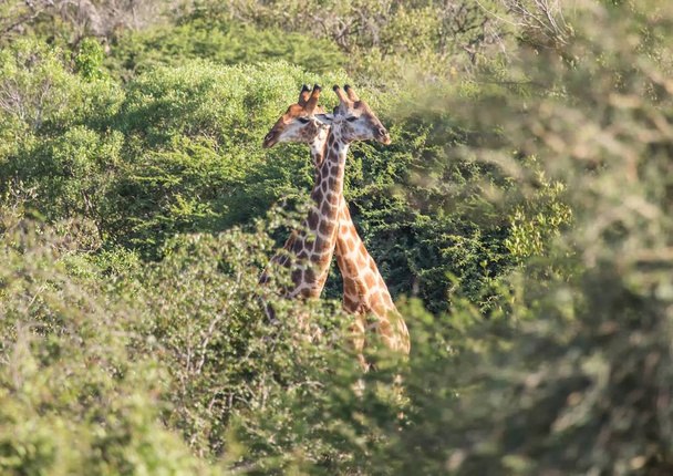Żyrafa w Parku Narodowego Kruger w Republice Południowej Afryki - Zdjęcie, obraz