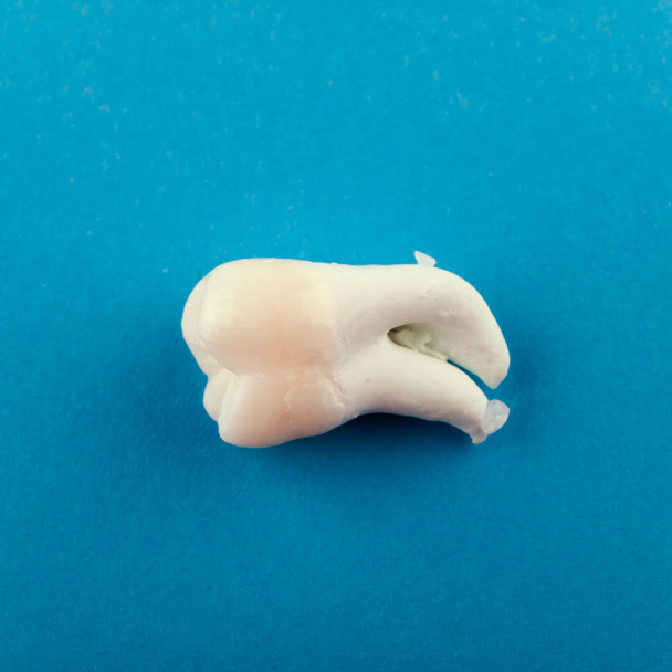extrahierter dritter Molar ohne Zerfall auf blauem Hintergrund - Foto, Bild