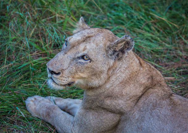 Afrion lew w savannah w parku narodowym Hlane Royal w  - Zdjęcie, obraz
