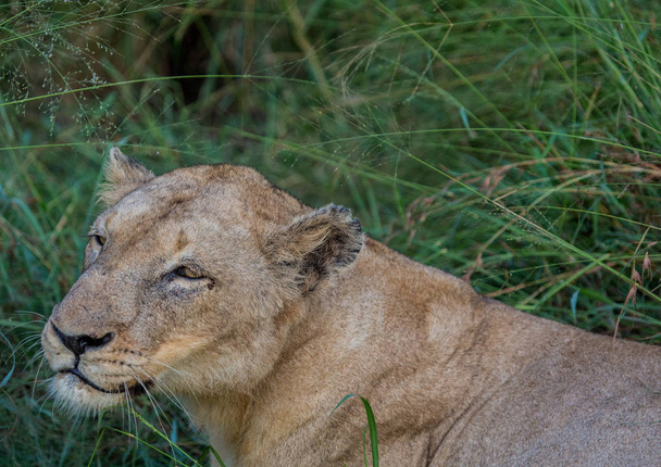 Afrikanischer Löwe in der Savanne im hlane royal Nationalpark in  - Foto, Bild