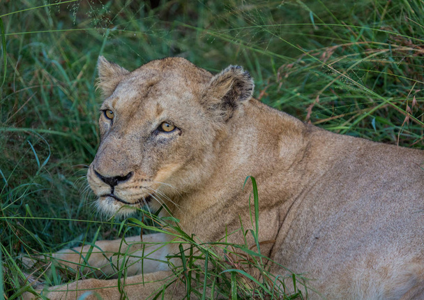 Afrion λιοντάρι στη σαβάνα στο Hlane Βασιλικό Εθνικό πάρκο στο  - Φωτογραφία, εικόνα