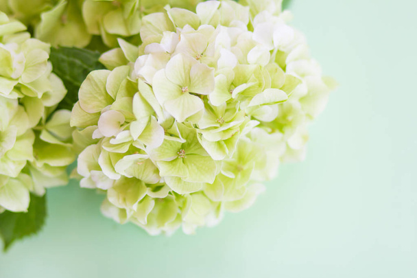 Hydrangea flowers on a green background - Фото, изображение