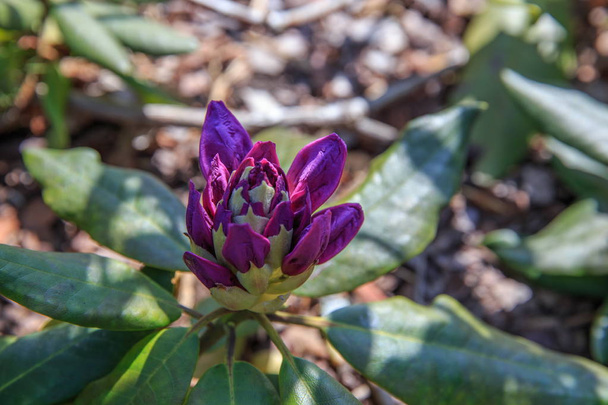 Beautiful purple Rhododendron. - Photo, Image