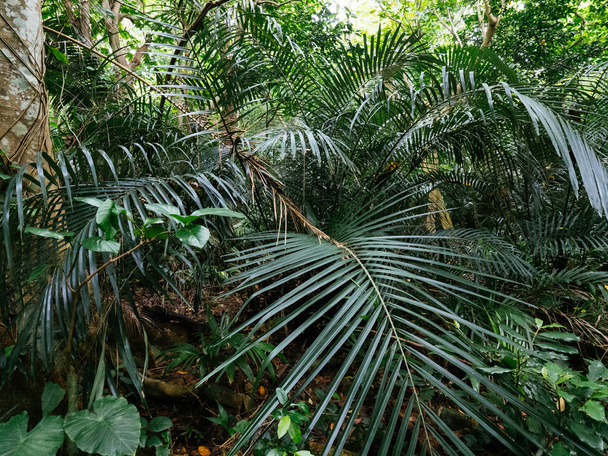 jungle in okinawa japan - Φωτογραφία, εικόνα