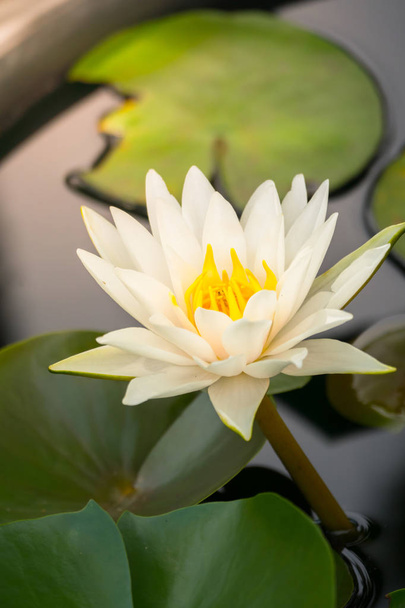 Lotusblumen blühen im Sommer auf dem Teich - Foto, Bild