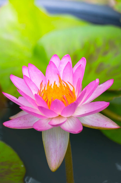 Lotus flowers blooming on the pond in summer - Foto, afbeelding