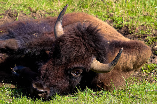 Primer plano de una cabeza de bisonte
 - Foto, imagen