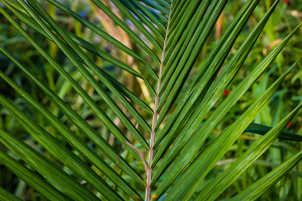 Palm tree leaf in close-up for summer and spring design use - Photo, Image