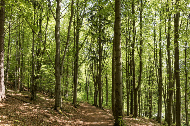 Chemin à travers une forêt verdoyante
 - Photo, image
