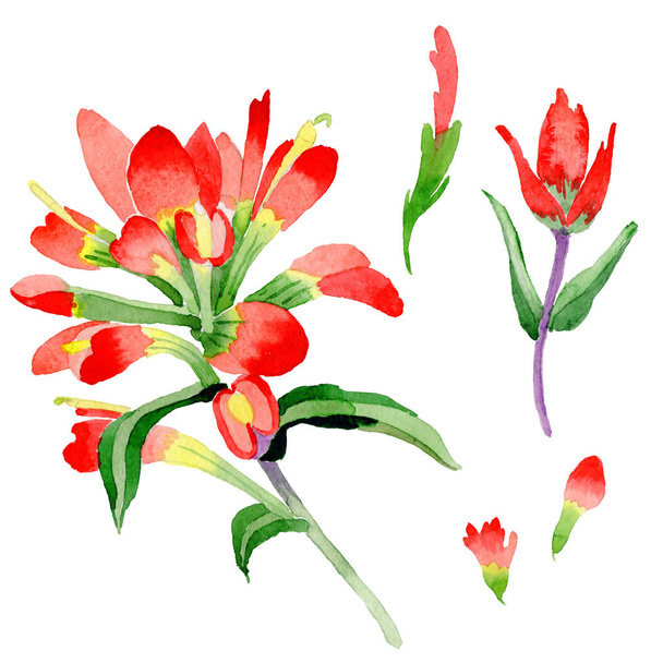 Wildflower Intian Paintbrush kukka akvarelli tyyli eristetty
. - Valokuva, kuva