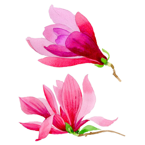 Wildflower magnolia flower in a watercolor style isolated. - Φωτογραφία, εικόνα