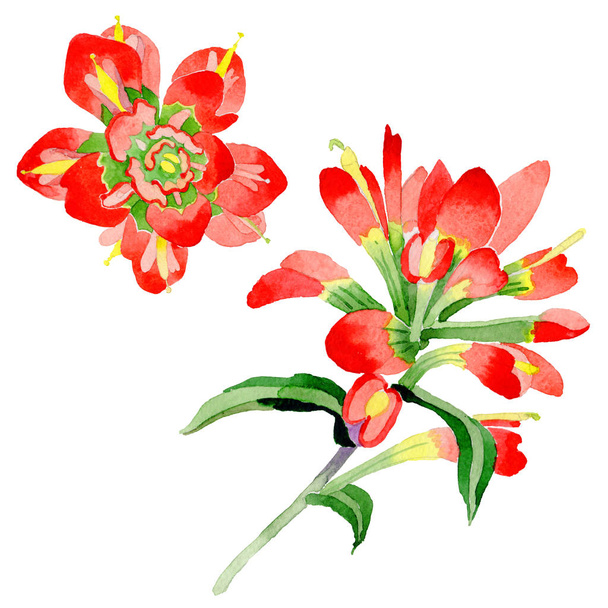 Wildflower Indian Paintbrush flower in a watercolor style isolated. - Photo, Image