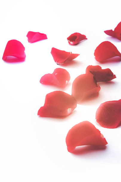 Red rose petals isolated on white background - Photo, image