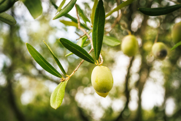 Ramas de olivo al atardecer en la región mediterránea
 - Foto, imagen