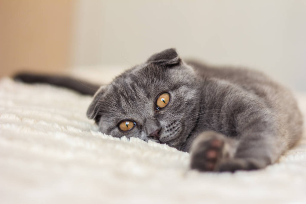 серый кот лежит на кровати
 - Фото, изображение