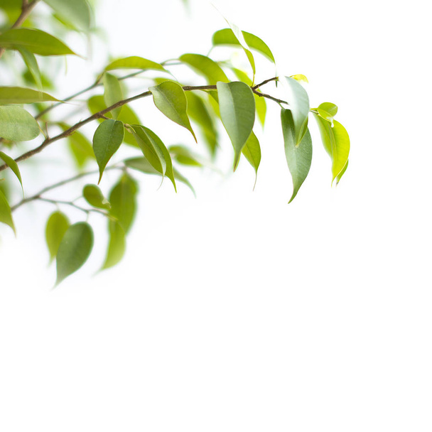 Zöld levelek elszigetelt fehér háttér - Fotó, kép