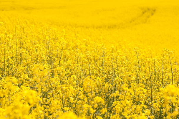 yellow Rapeseed field background - Photo, Image