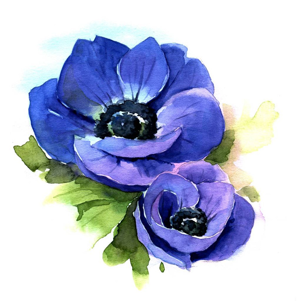 Anemone. Watercolor illustration - Фото, зображення