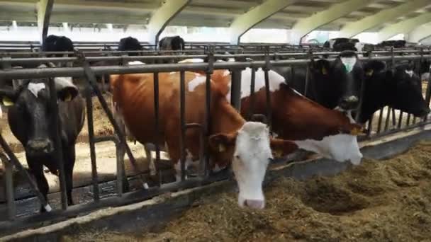 Una fila de vacas lecheras, alimentándose
. - Metraje, vídeo