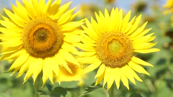 Güneş ışınları altında sonbahar ayçiçeği - Video, Çekim