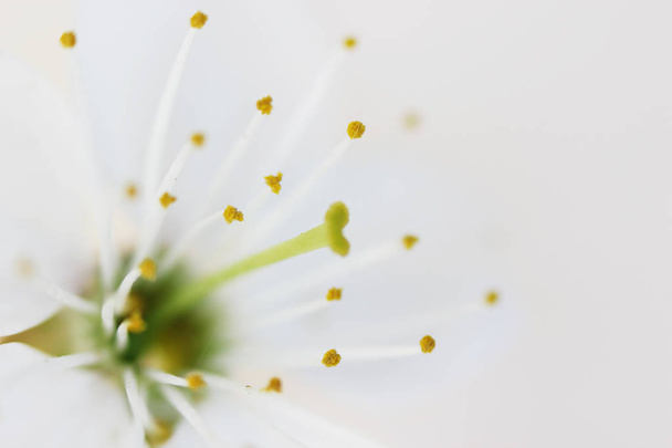 Blanco flor de cerezo macro disparo de estambres y pistilos sobre fondo blanco
. - Foto, Imagen