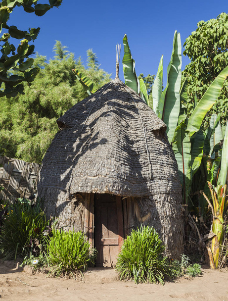 Cabeza de elefante como la casa Dorze tradicional. Pueblo de Hayzo, Omo V
 - Foto, imagen