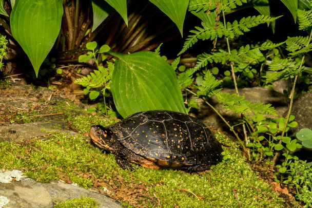 Vrouwelijke Turtle gespot - Foto, afbeelding