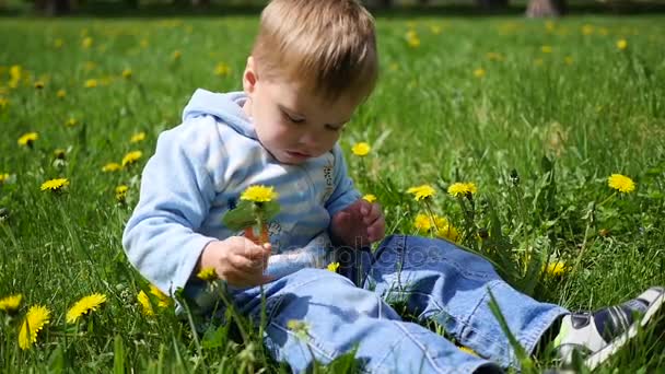 the happy child sits in a field of dandelions. Game of the child in the open air - Footage, Video