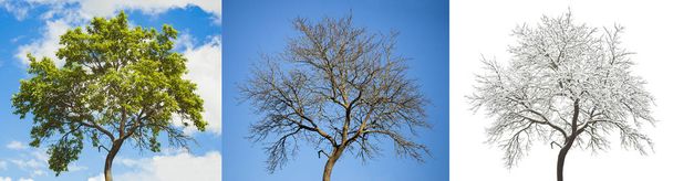 set of seasonal tree  - Fotó, kép